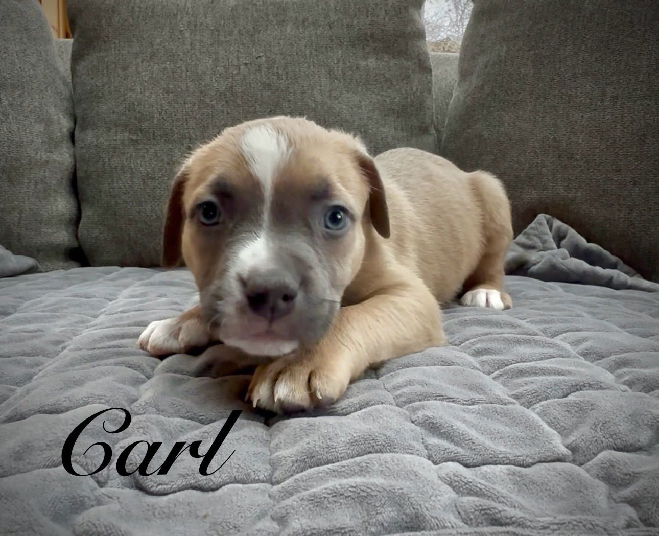 CARL - Pit Bull Terrier available for adoption