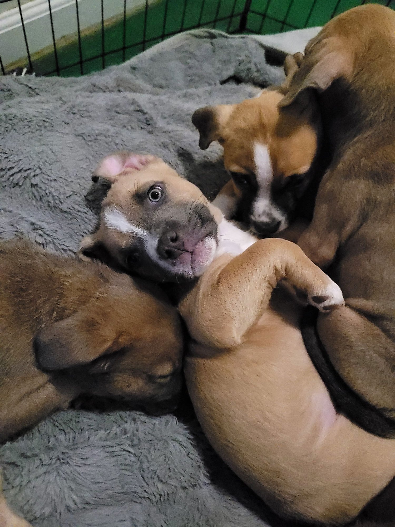 CARL - Pit Bull Terrier available for adoption