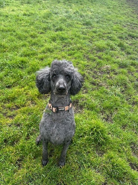 NEELA - Poodle (Standard) available for adoption