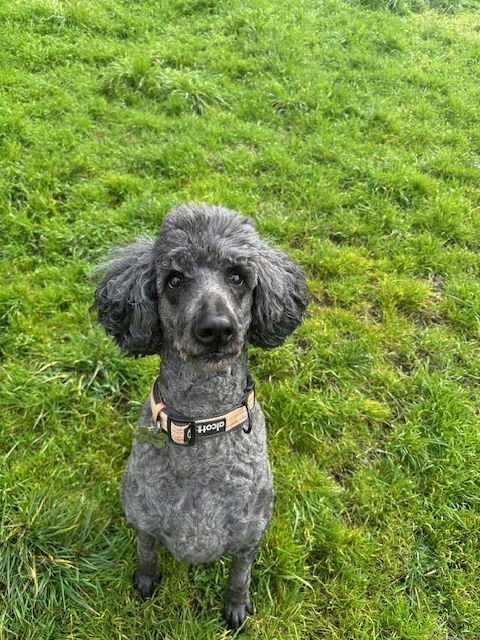 NEELA - Poodle (Standard) available for adoption