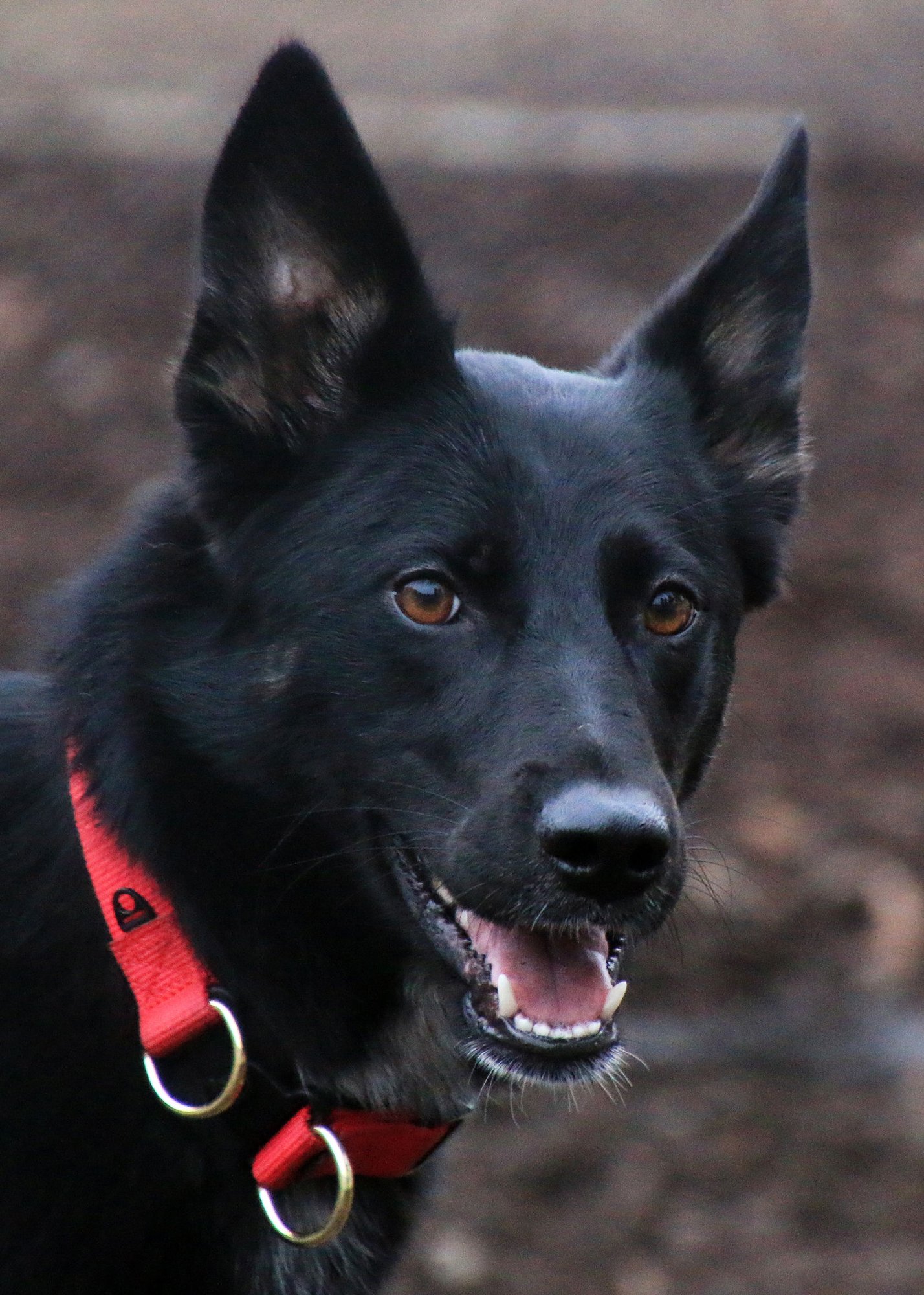 GYPSY - German Shepherd Dog / Husky available for adoption