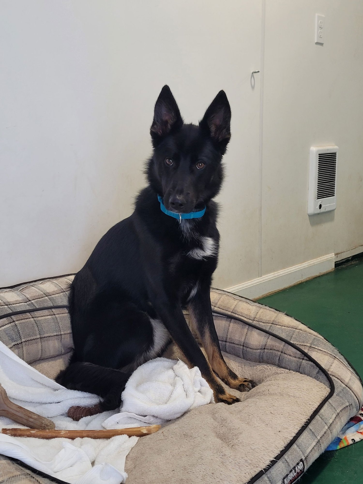 GYPSY - German Shepherd Dog / Husky available for adoption