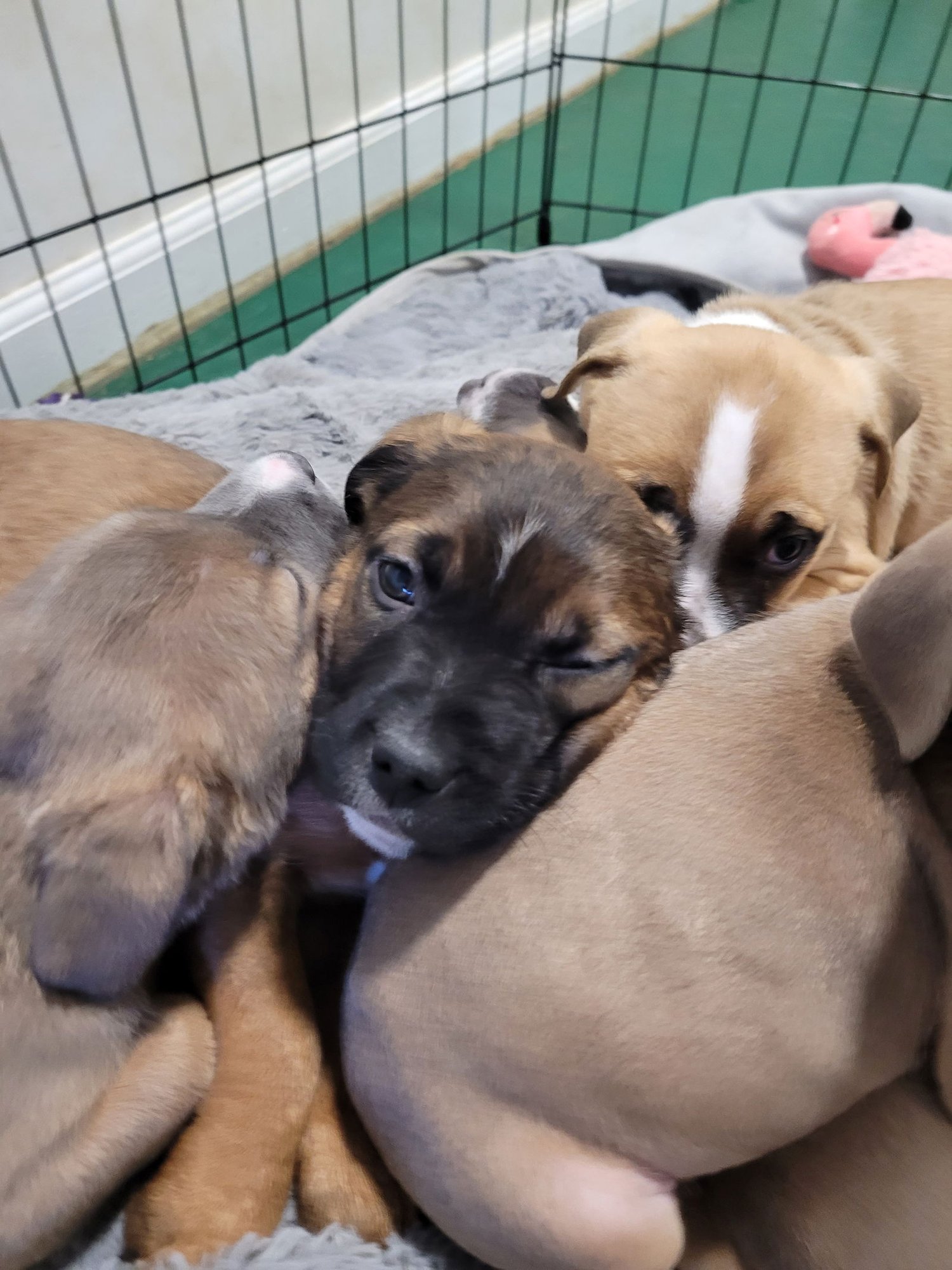 MORGAN - Pit Bull Terrier available for adoption