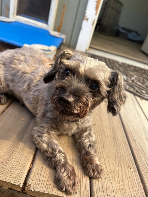 EBBY - Poodle (unknown type) available for adoption