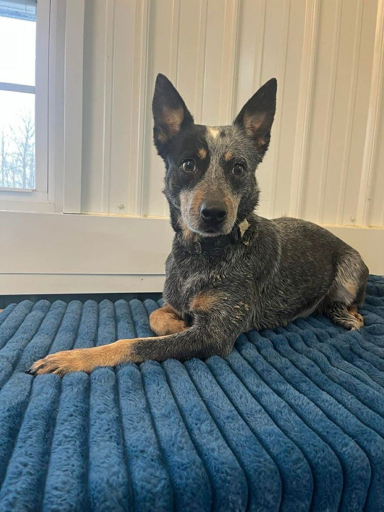 LUNA - Australian Cattle Dog/Blue Heeler / Australian Cattle Dog/Blue Heeler available for adoption