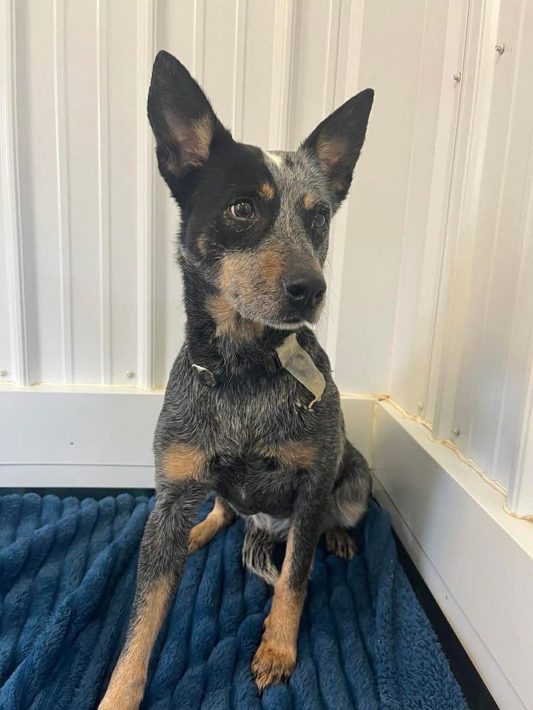 LUNA - Australian Cattle Dog/Blue Heeler / Australian Cattle Dog/Blue Heeler available for adoption