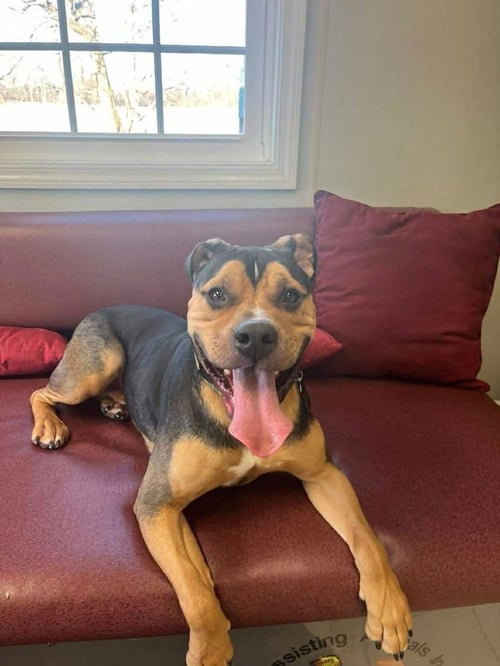 ROCKY - Bulldog available for adoption