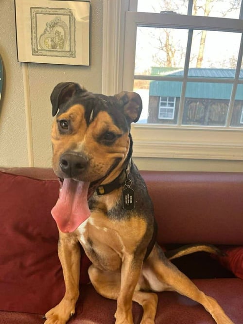 ROCKY - Bulldog available for adoption