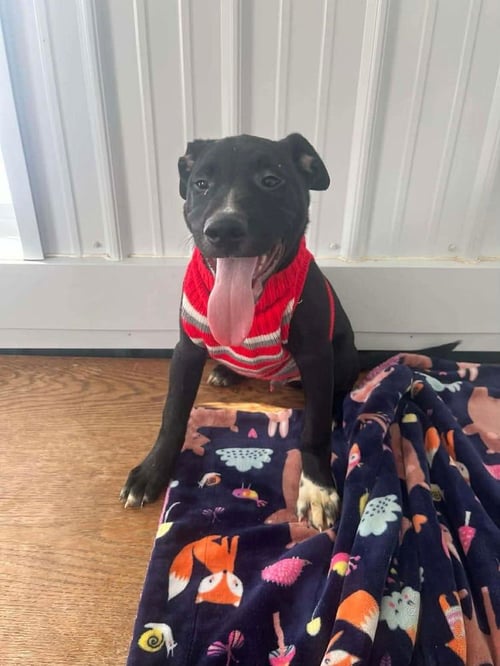 THANKSGIVING PUPPIES : MASHED POTATOES - Shepherd available for adoption