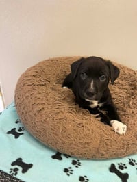 Thanksgiving Puppies : Mashed Potatoes - Photo 2