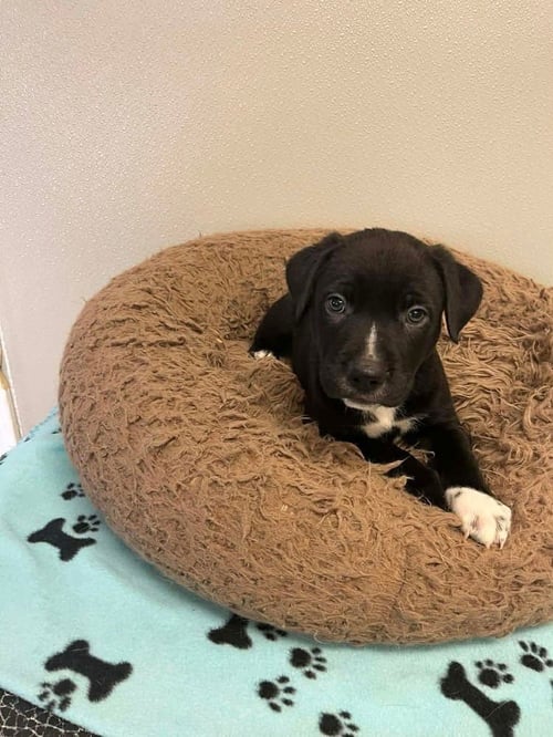 THANKSGIVING PUPPIES : MASHED POTATOES - Shepherd available for adoption