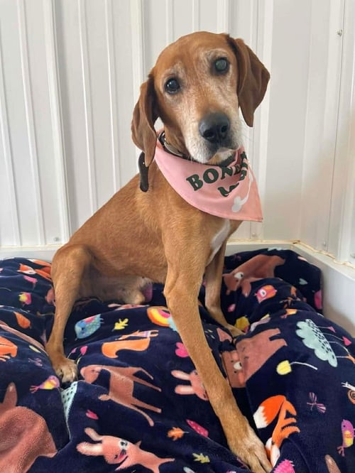 SKIPPY - Hound available for adoption