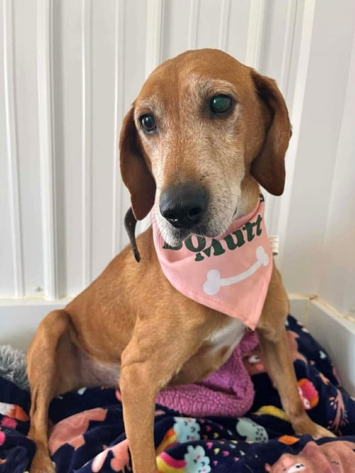 SKIPPY - Hound available for adoption