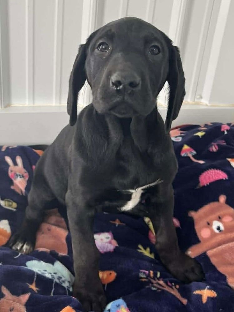 CHEESECAKE PUPPIES : CHERRY - Labrador Retriever / Hound available for adoption