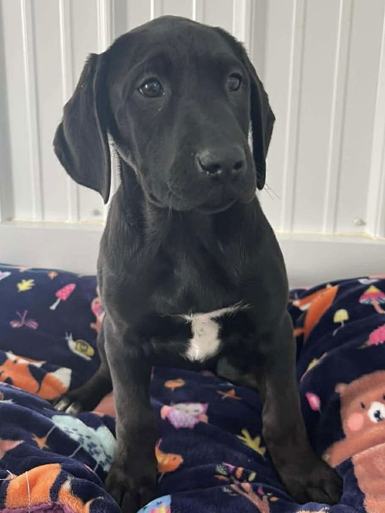 CHEESECAKE PUPPIES : CHERRY - Labrador Retriever / Hound available for adoption
