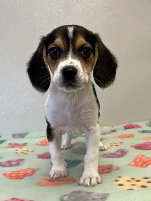 MOUSE - Beagle available for adoption