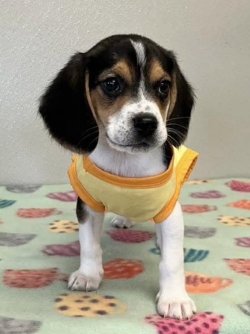MOUSE - Beagle available for adoption