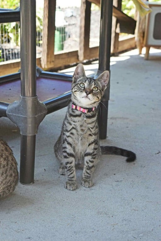 Season Kitties : Fall Image