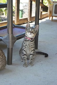 Season Kitties : Fall - Photo 1