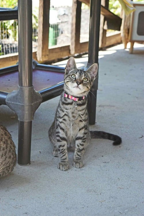 SEASON KITTIES : FALL - Domestic Short Hair available for adoption