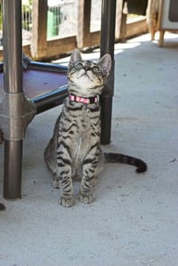 Season Kitties : Fall - Photo 2