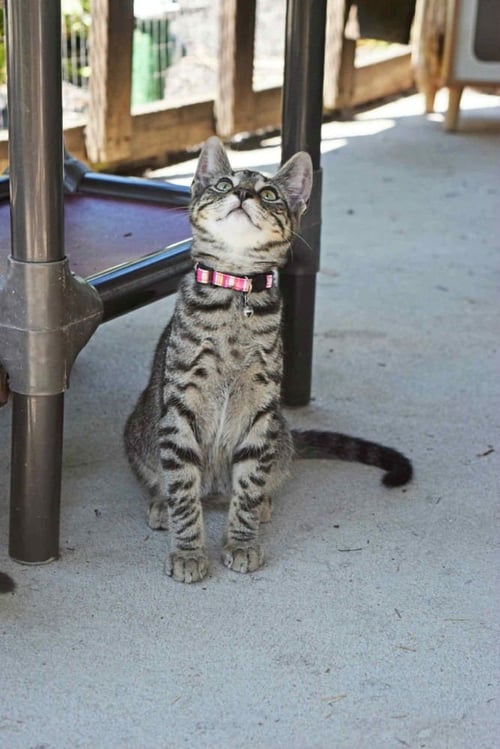 SEASON KITTIES : FALL - Domestic Short Hair available for adoption