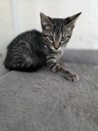 Season Kitties : Fall - Photo 3