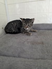 Season Kitties : Fall - Photo 4