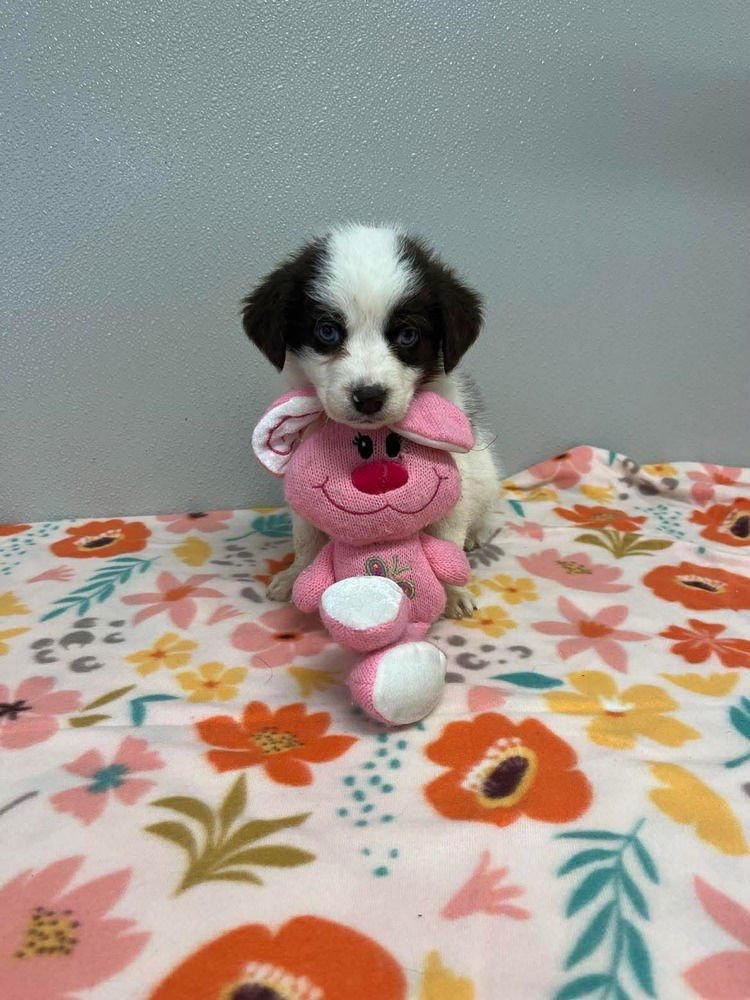 EASTER PUPPIES : PEEPS - Husky / Terrier available for adoption
