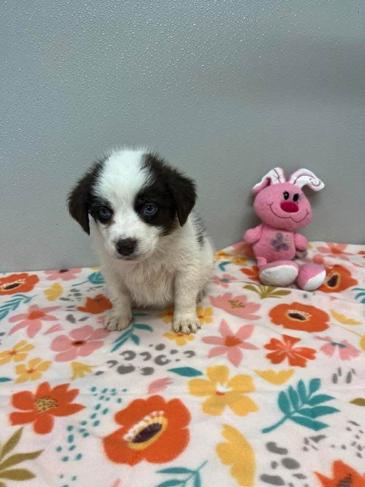 EASTER PUPPIES : PEEPS - Husky / Terrier available for adoption