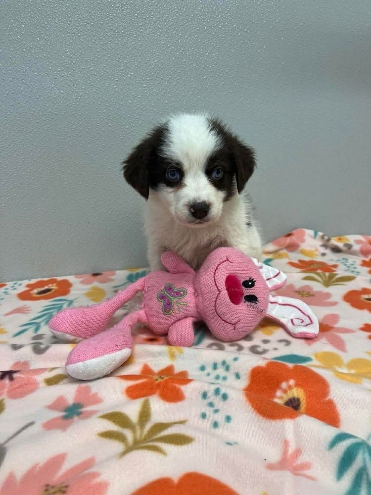 Easter Puppies : Peeps - Photo 3