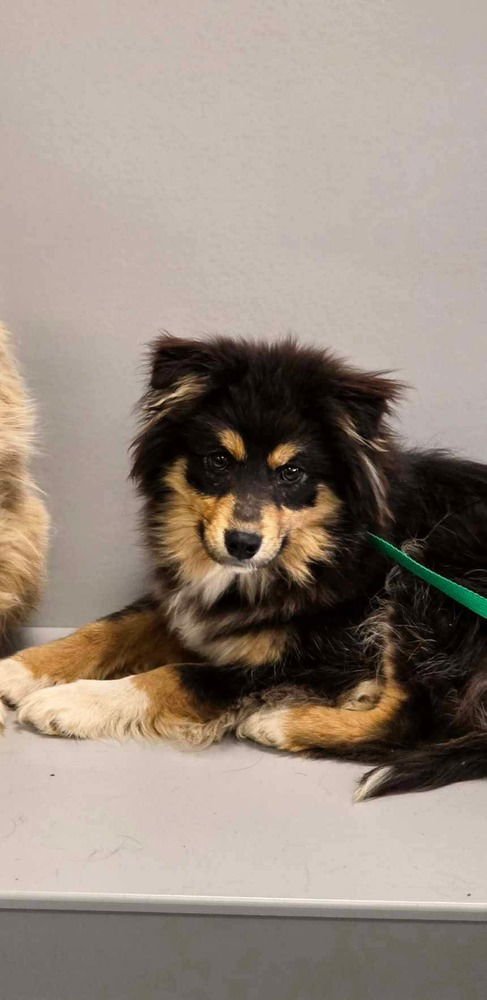 NEW KIDS : DONNIE - Australian Shepherd available for adoption