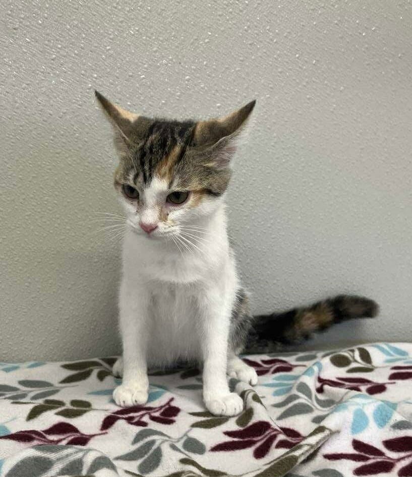 DELILAH - Domestic Short Hair available for adoption