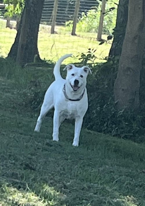 GHOST - Pit Bull Terrier available for adoption