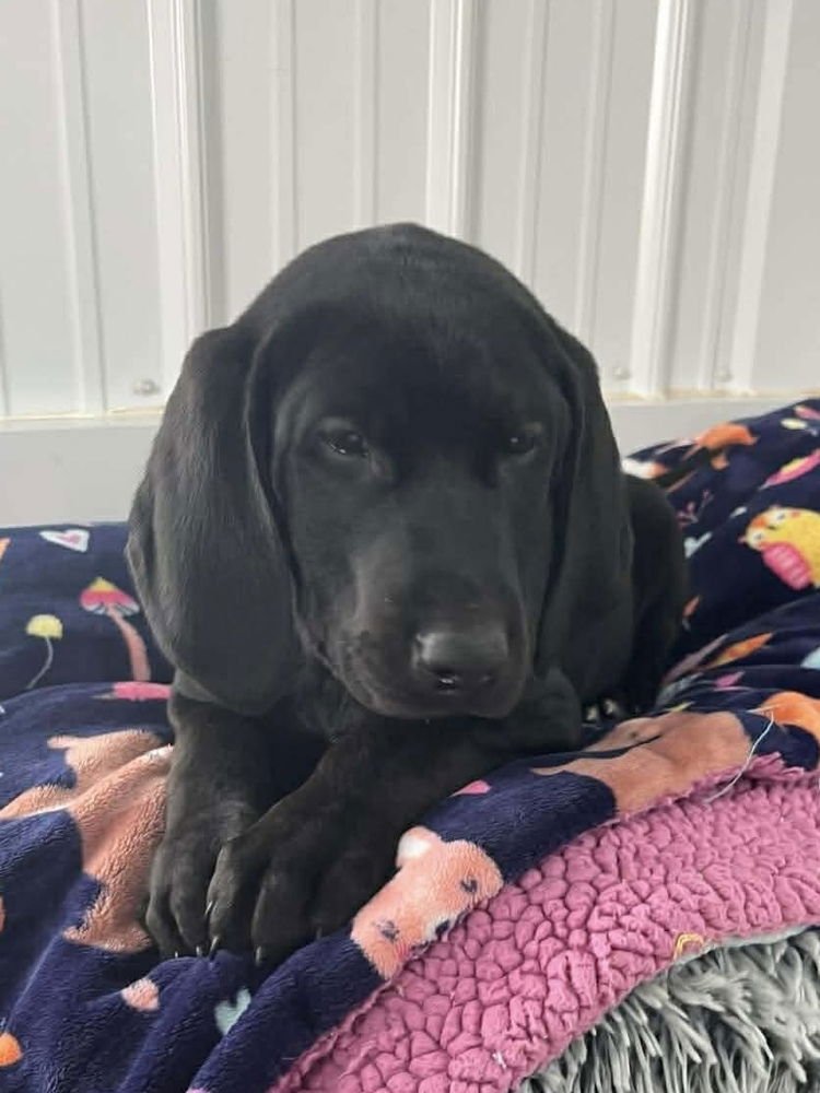 CHEESECAKE PUPPIES : CHEESECAKE - Labrador Retriever / Hound available for adoption
