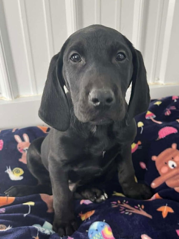 CHEESECAKE PUPPIES : CHEESECAKE - Labrador Retriever / Hound available for adoption