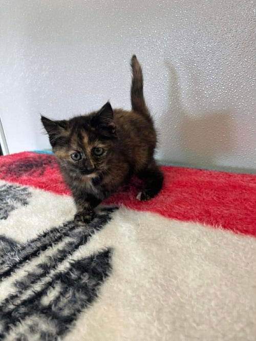 REESES - Domestic Short Hair available for adoption