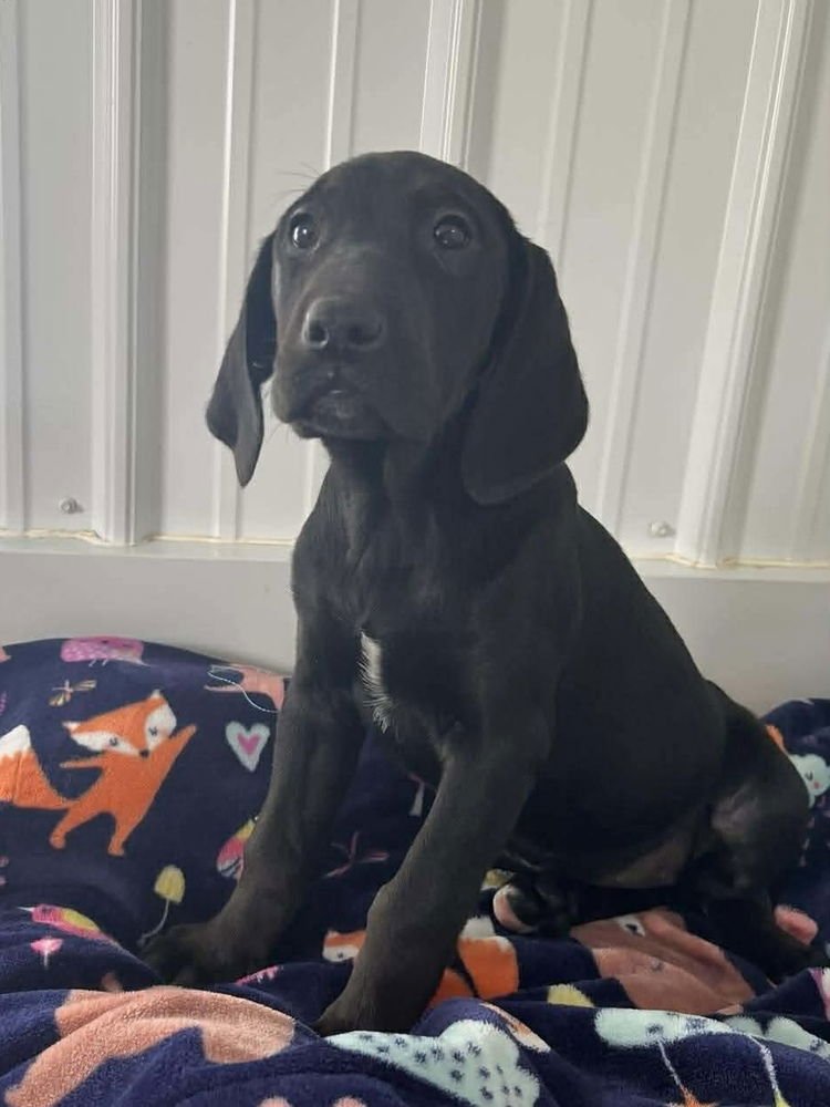 CHEESECAKE PUPPIES : STRAWBERRY - Labrador Retriever / Hound available for adoption