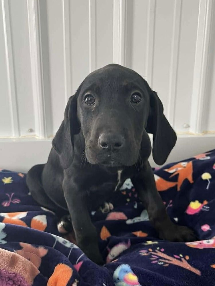 CHEESECAKE PUPPIES : STRAWBERRY - Labrador Retriever / Hound available for adoption