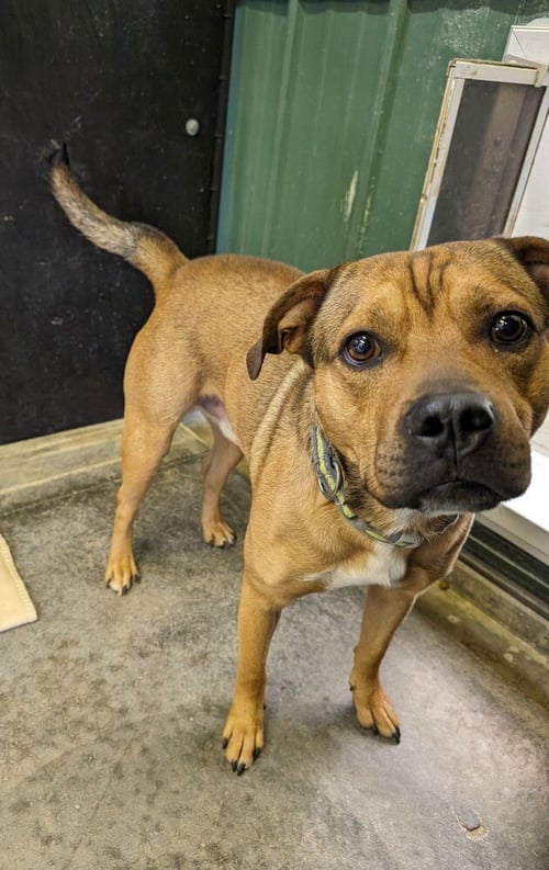 BUDDY - Pit Bull Terrier available for adoption