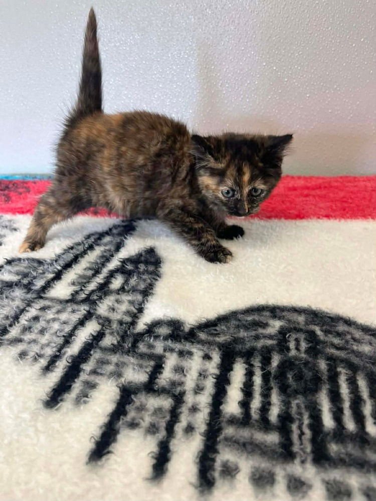 REESES - Domestic Short Hair available for adoption