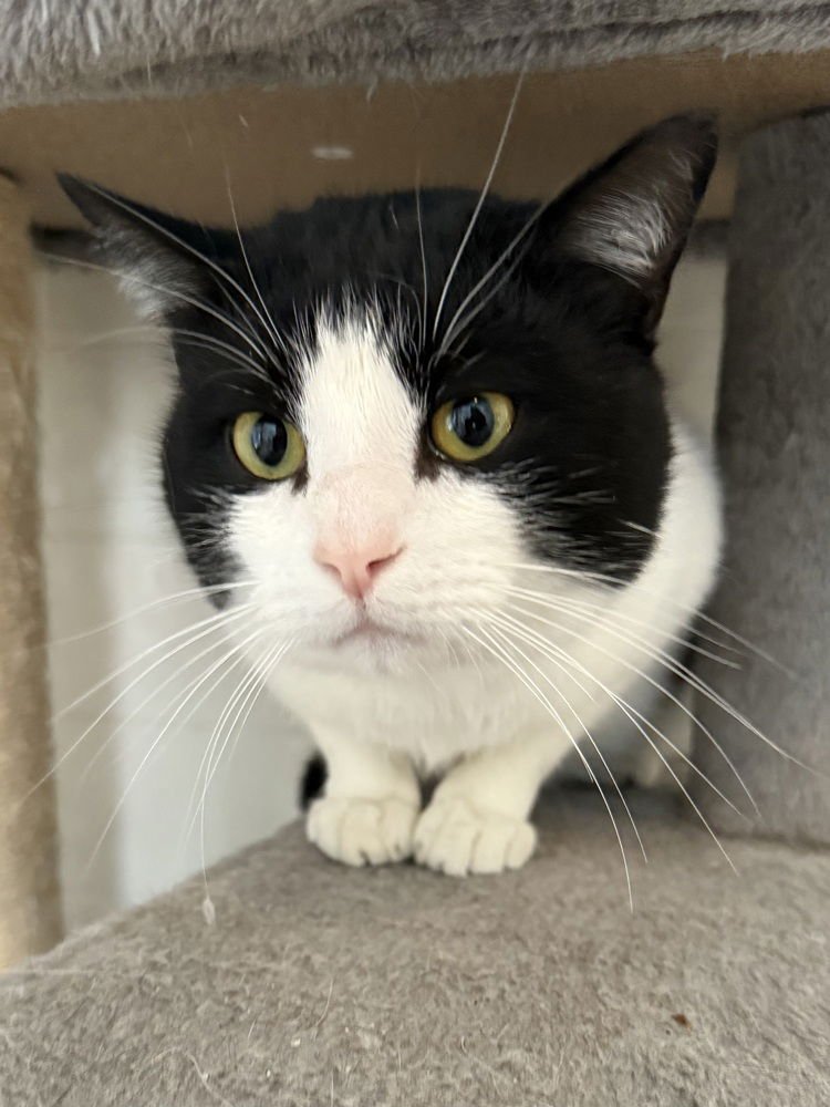 MAXIMILIAN - Domestic Short Hair available for adoption