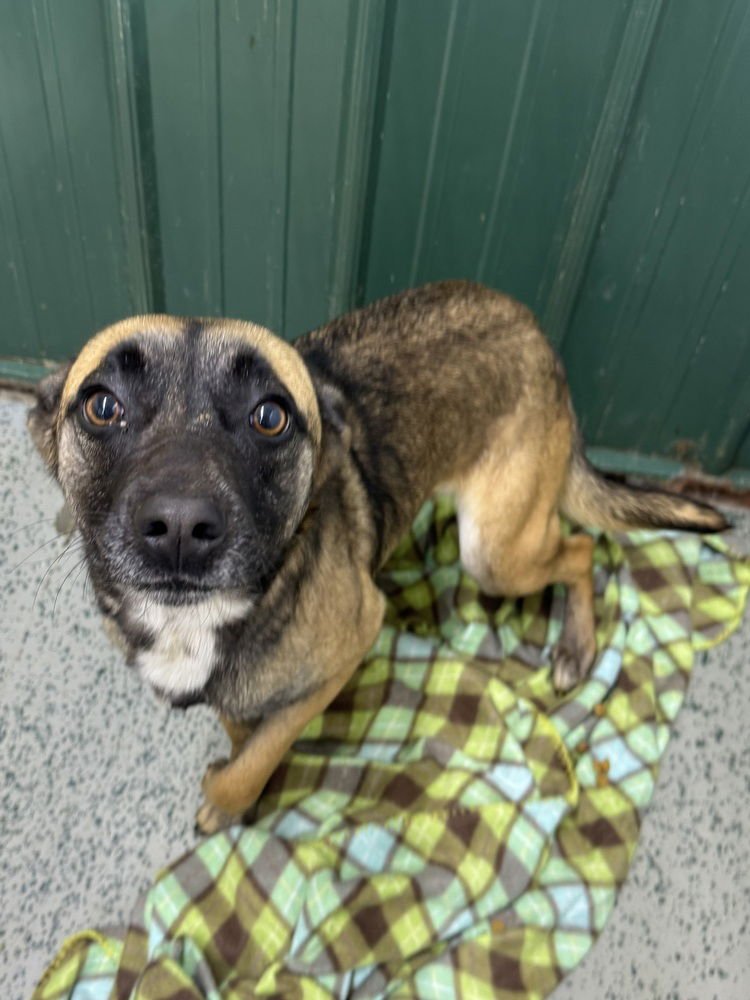 IZZY - Shepherd available for adoption