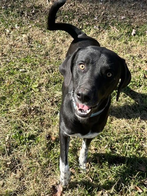 ARCHIE - Labrador Retriever / Hound available for adoption