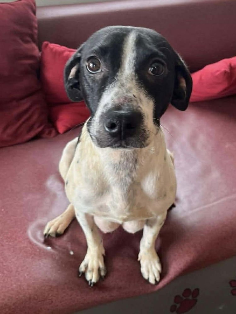 STARBUCKS - Jack Russell Terrier available for adoption