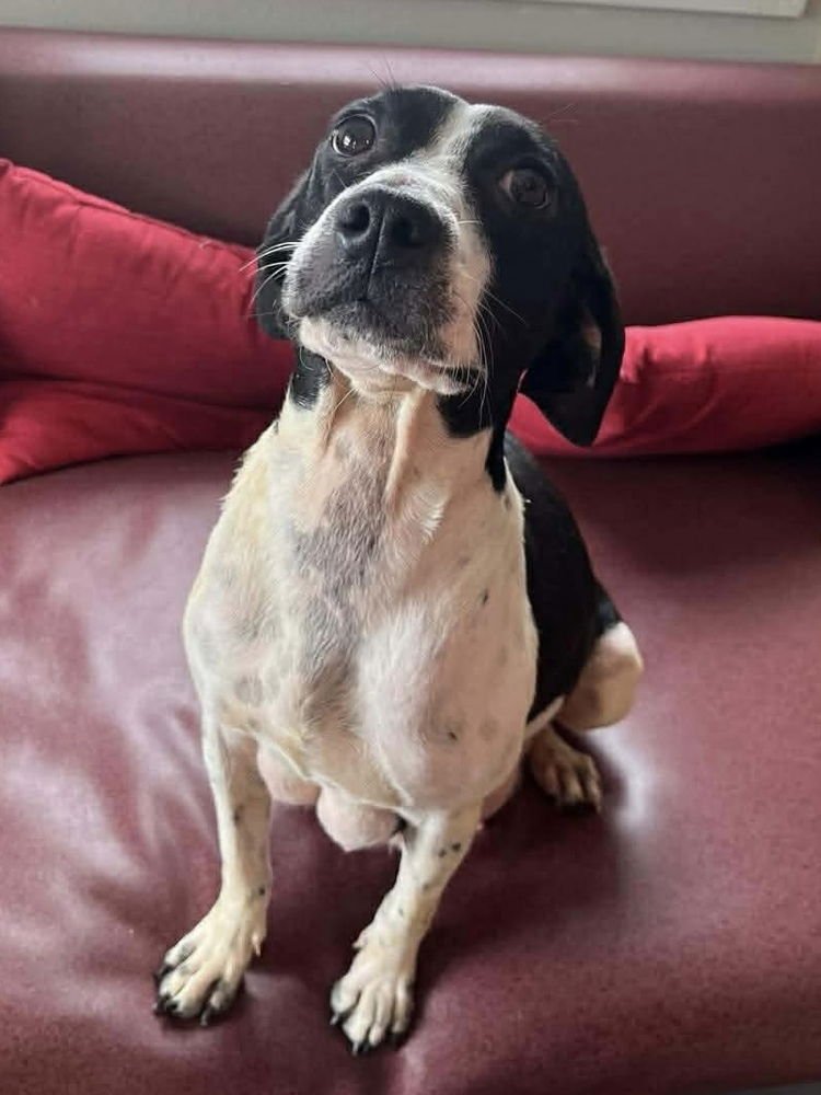 STARBUCKS - Jack Russell Terrier available for adoption