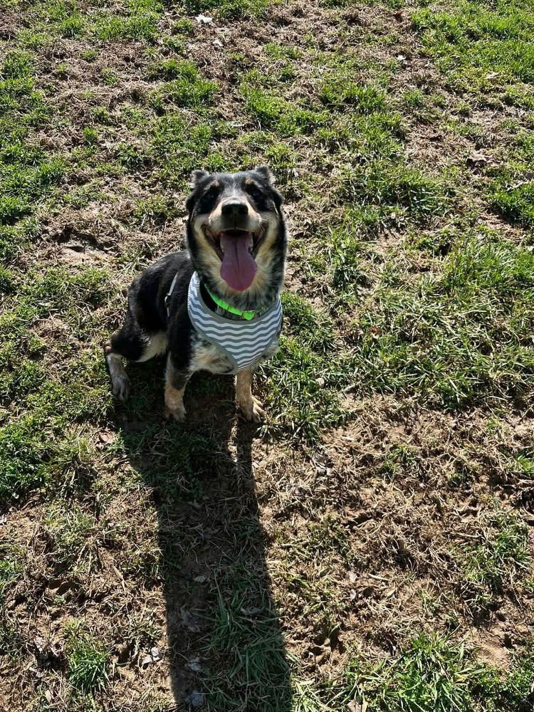NEVAH - Australian Shepherd / Australian Cattle Dog/Blue Heeler available for adoption