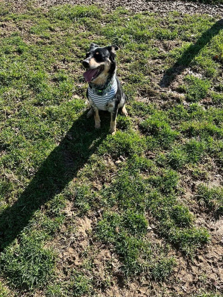 NEVAH - Australian Shepherd / Australian Cattle Dog/Blue Heeler available for adoption