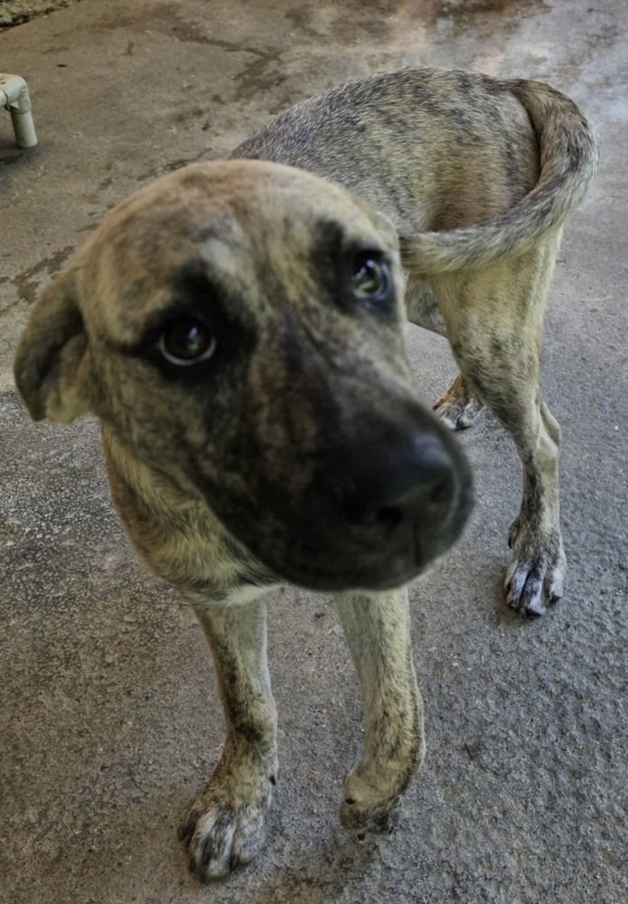 TESLA: DIXIE - German Shepherd Dog / Rottweiler available for adoption