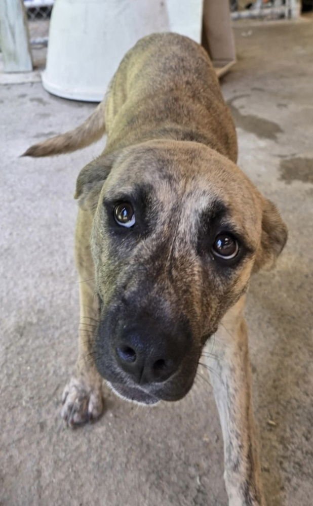 Tesla: Dixie - Photo 3